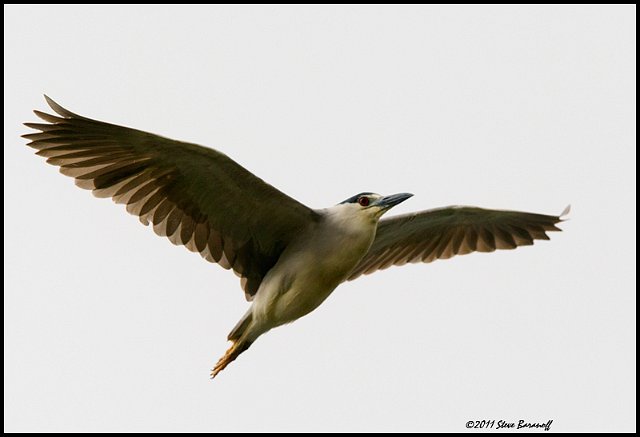 _1SB5753 black-crowned night-heron.jpg